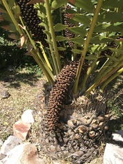 Encephalartos transvenosus