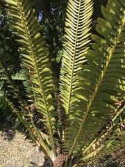 Encephalartos transvenosus