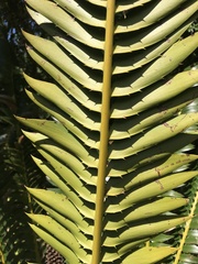 Encephalartos transvenosus