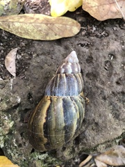 Lissachatina