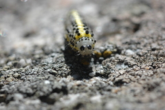 Diloba caeruleocephala