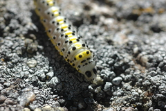 Diloba caeruleocephala