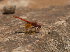 Trithemis pluvialis