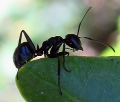 Camponotus arminius