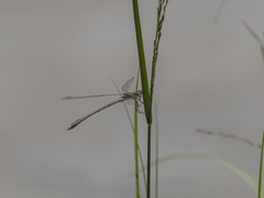 Lestes pallidus