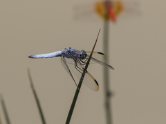 Palpopleura deceptor