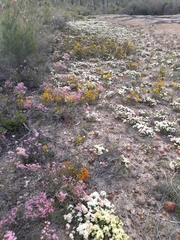 Verticordia plumosa