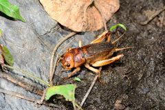 Tarbinskiellus portentosus