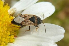 Trapezonotus ullrichi