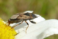 Trapezonotus ullrichi