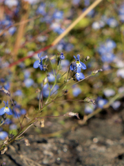 Lobelia trullifolia