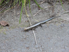 Plestiodon finitimus