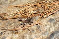 Typopeltis crucifer