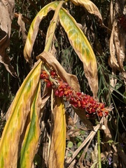 Hedychium spicatum