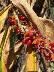 Hedychium spicatum