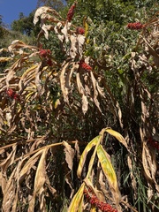 Hedychium spicatum