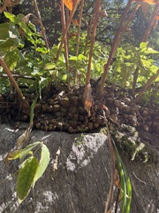 Hedychium spicatum