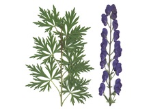 Aconitum napellus