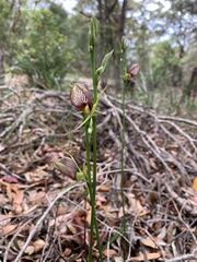 Cryptostylis erecta