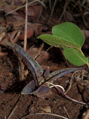Ledebouria revoluta