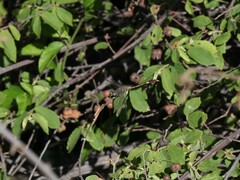 Paragomphus genei