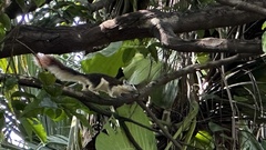 Callosciurus finlaysonii