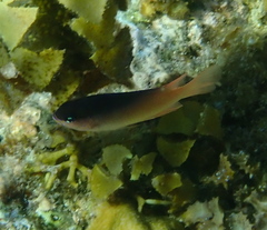 Pomacentridae