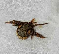 Amblyomma hebraeum