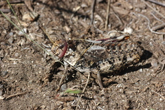 Prionotropis flexuosa