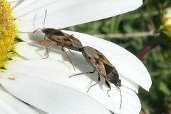 Trapezonotus ullrichi