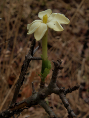 Gardenia ternifolia