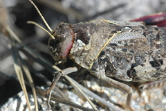 Prionotropis flexuosa