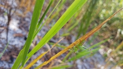 Odontoxiphidium apterum