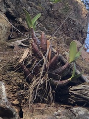 Dendrobium speciosum