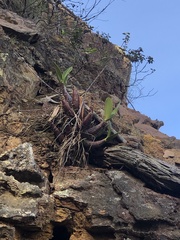 Dendrobium speciosum
