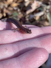 Plethodon dorsalis