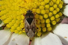 Trapezonotus ullrichi