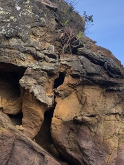 Dendrobium speciosum