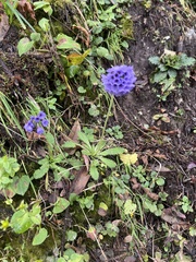 Primula glomerata