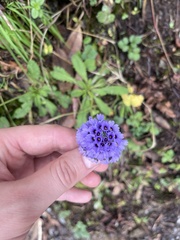Primula glomerata