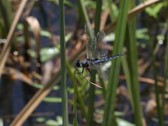 Urothemis edwardsii