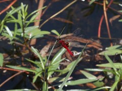 Urothemis assignata
