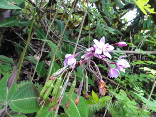 Spathoglottis plicata