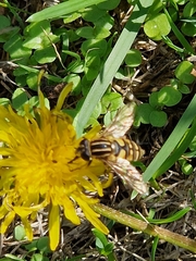 Helophilus pendulus