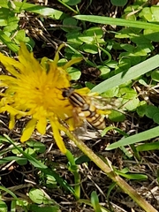 Helophilus pendulus