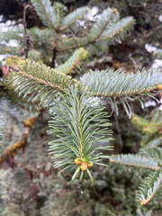 Abies spectabilis