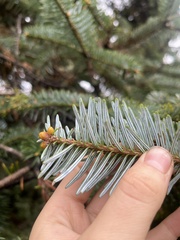 Abies spectabilis
