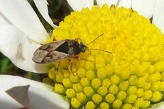 Trapezonotus ullrichi