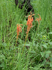 Aloe nuttii