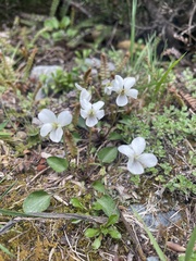 Viola cunninghamii